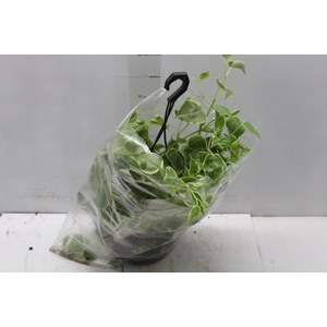 PEPEROMIA SCANDENS C21