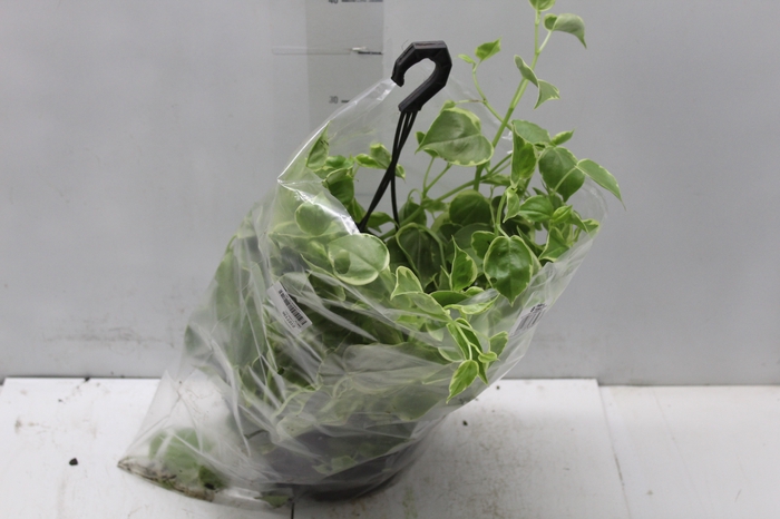 <h4>PEPEROMIA SCANDENS C21</h4>
