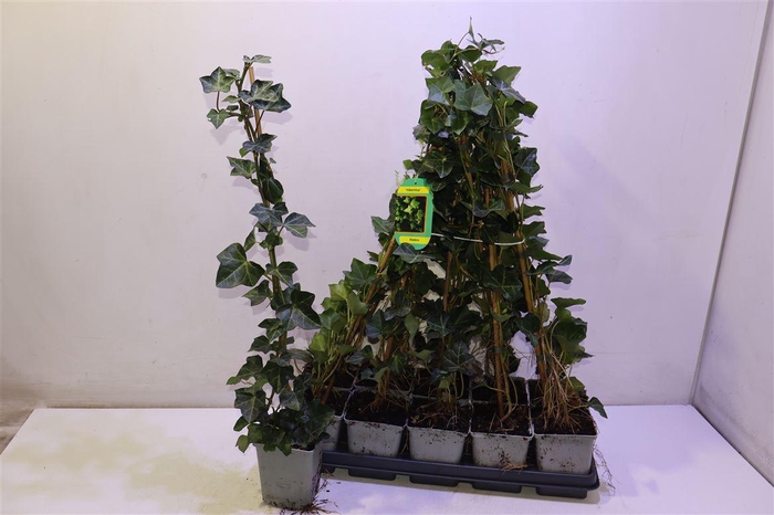 <h4>Hede Hibernica</h4>