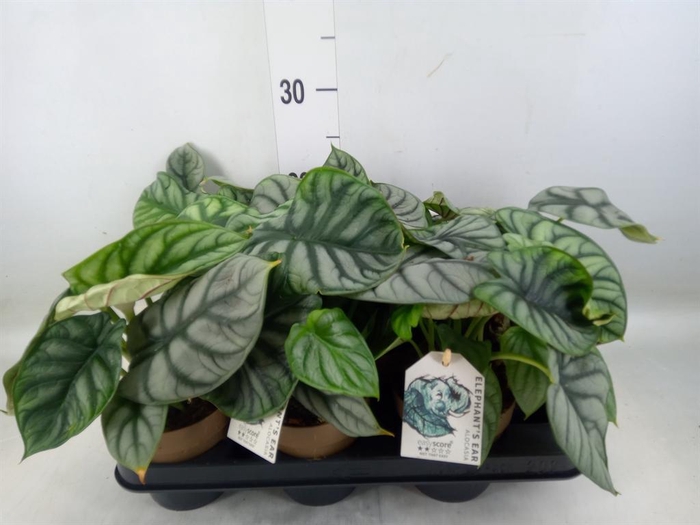 <h4>Alocasia   ...</h4>