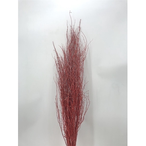 Betula Red Brill