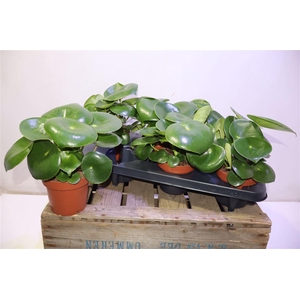 arr8 Pep Polybot Raindrop