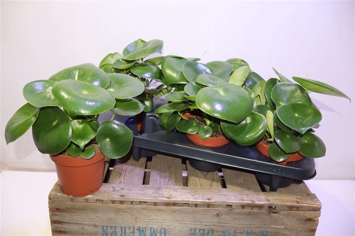 <h4>arr8 Pep Polybot Raindrop</h4>