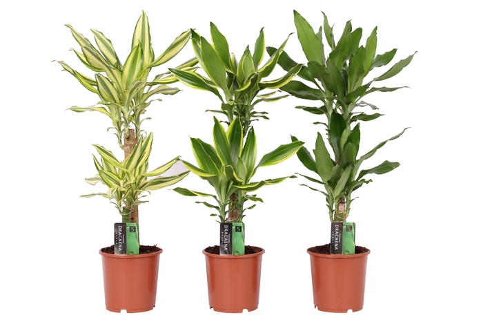 <h4>Dracaena 3 color mix, 17 cm pot</h4>