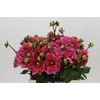 Dahlia Salmon Runner
