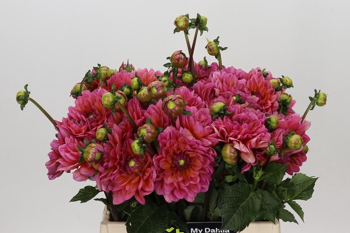 Dahlia Salmon Runner
