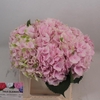 Hydrangea verena