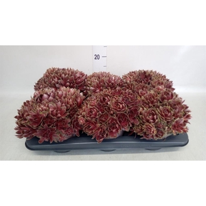 Sempervivum tectorum