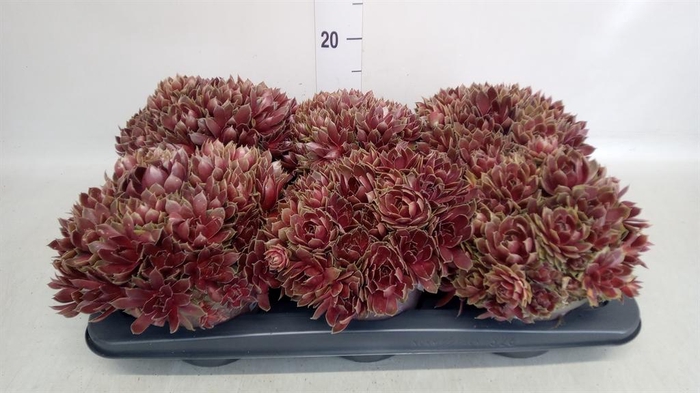 <h4>Sempervivum tectorum</h4>