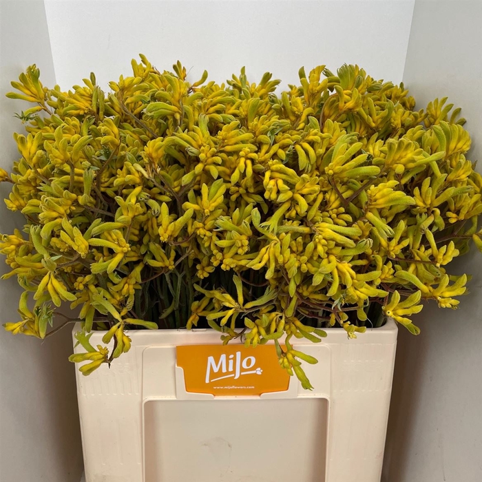 <h4>Anigoz Yellow</h4>