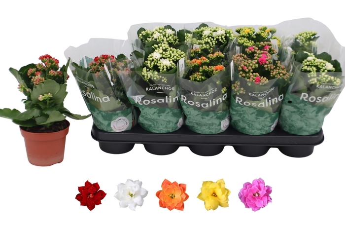 <h4>KAL GE RO GEM 5 KL</h4>