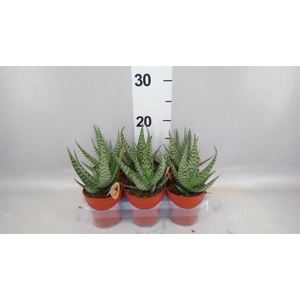 Aloe   ...