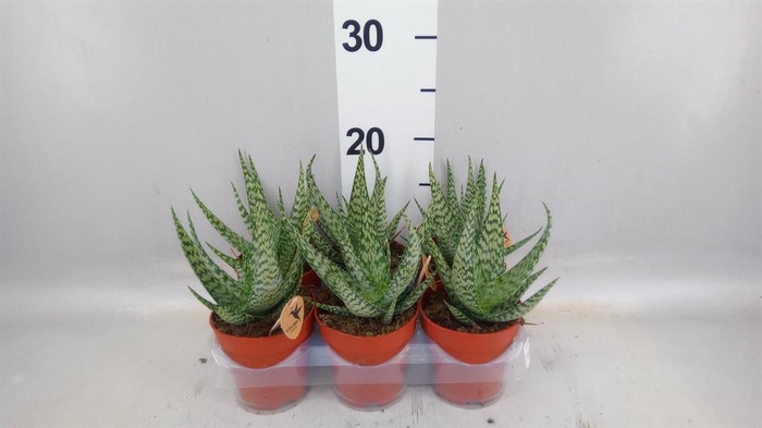 <h4>Aloe   ...</h4>
