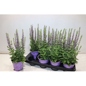 arr8 Salvia Ne Ostfriesl
