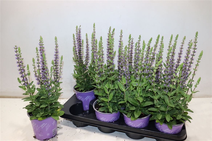 <h4>arr8 Salvia Ne Ostfriesl</h4>