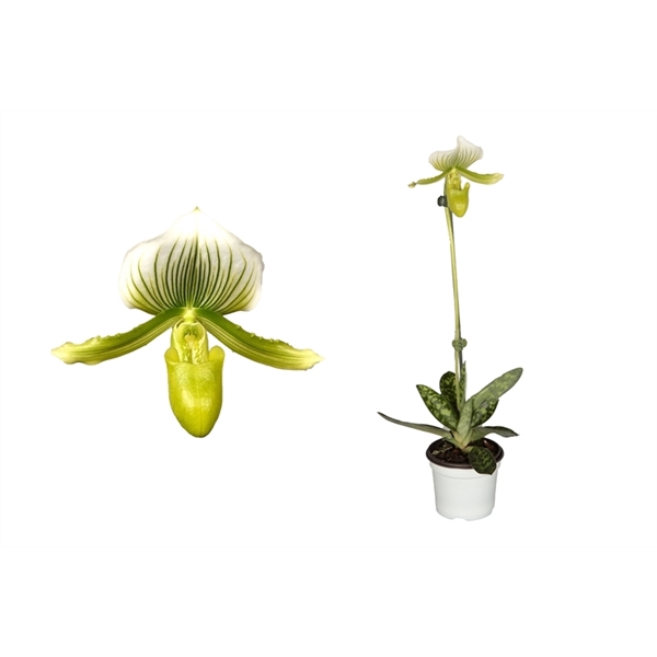 <h4>Paphiopedilum p09 Femma 1bl</h4>