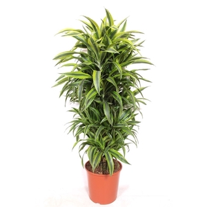 Dracaena Lemon Lime