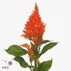 Celosia Sunday Orange Super