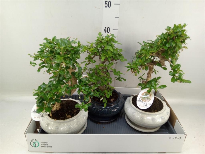 <h4>Bonsai   ...mix</h4>