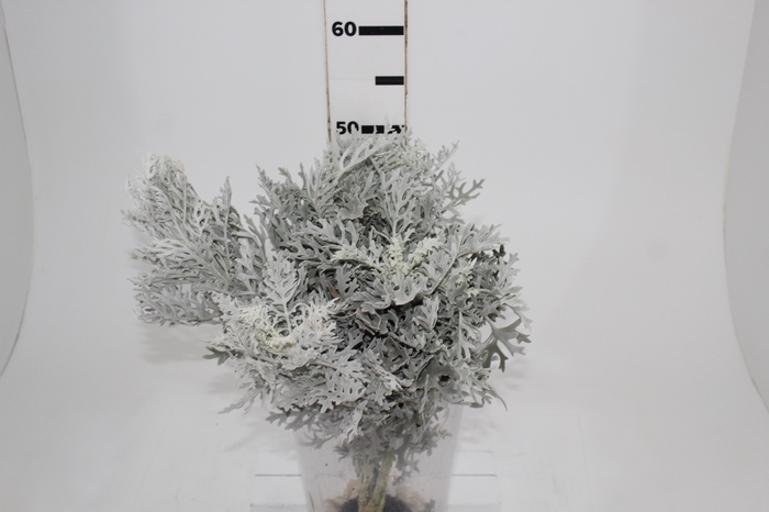 <h4>CINERARIA MARITIMA CORTE</h4>