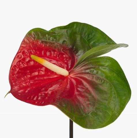 <h4>Anthurium Amigo Improved</h4>