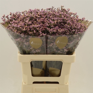 Limonium Sinense Blush Diamond