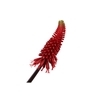 Kniphofia Red