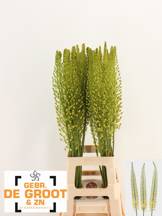 <h4>EREMURUS SH YELL SUN</h4>