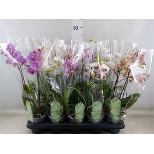 Phalaenopsis multi.   ...mix  6
