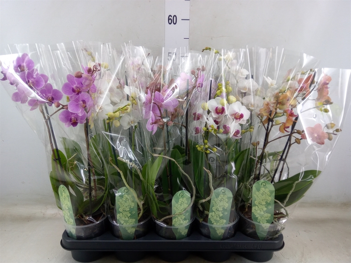 <h4>Phalaenopsis multi.   ...mix  6</h4>