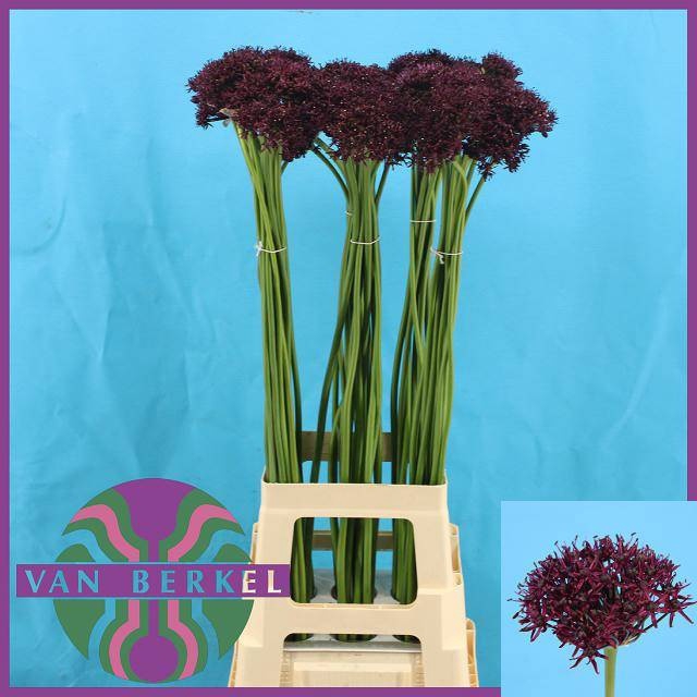 <h4>ALLIUM ATROPURPUREUM</h4>