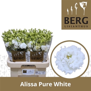 Eust Alissa White Pure