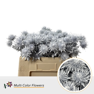 Eryngium Wit