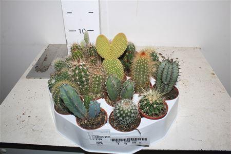 <h4>Cactus Gem Rondo</h4>