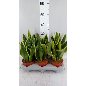 Sansevieria trifa. 'Futura Superba'
