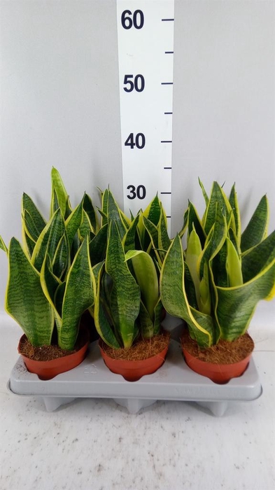 <h4>Sansevieria trifa. 'Futura Superba'</h4>
