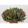 Protea Robijn