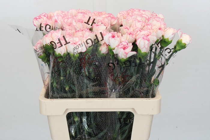 <h4>Dianthus St Bacarat Pink</h4>