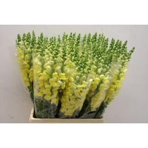 Antirrhinum yellow