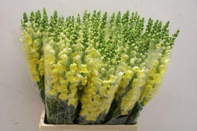 <h4>Antirrhinum yellow</h4>