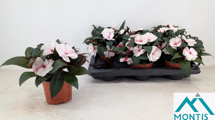 <h4>IMPAT WHITE PINK EYE</h4>