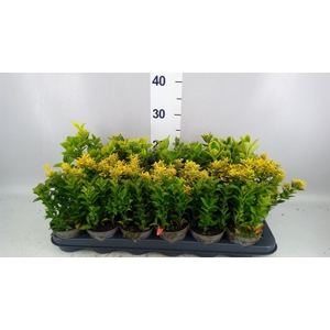 Euonymus japon.   ...mix
