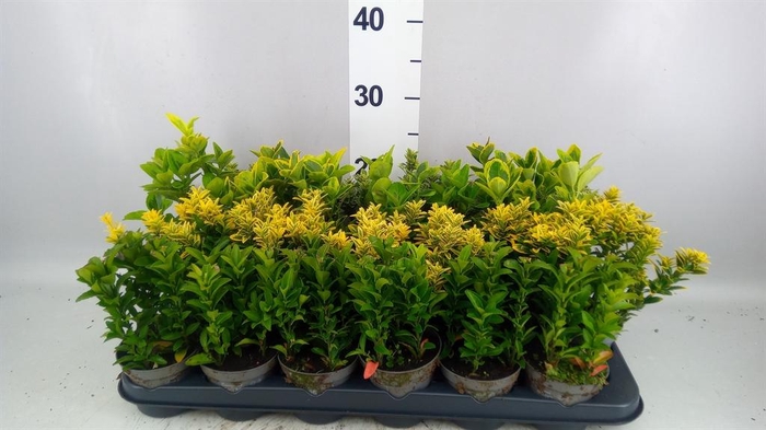 <h4>Euonymus japon.   ...mix</h4>