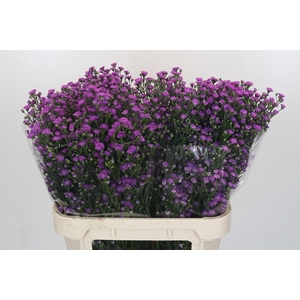 Aster Baby Pink