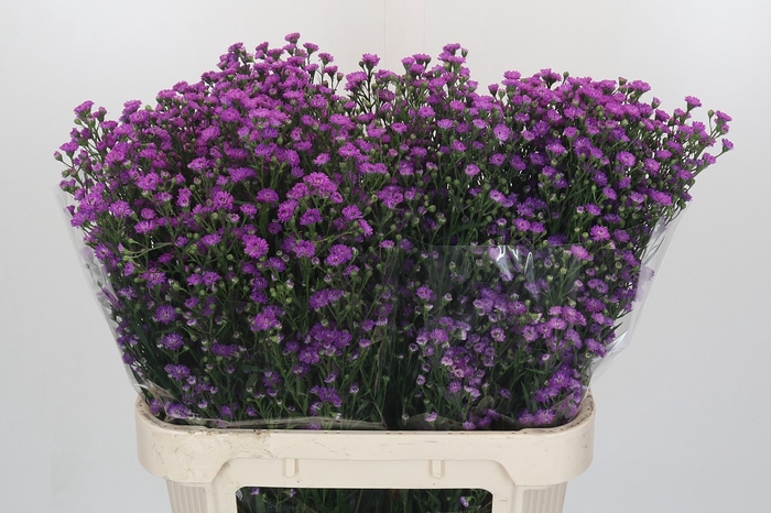 <h4>Aster Baby Pink</h4>