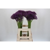 Allium  'Jackpot'