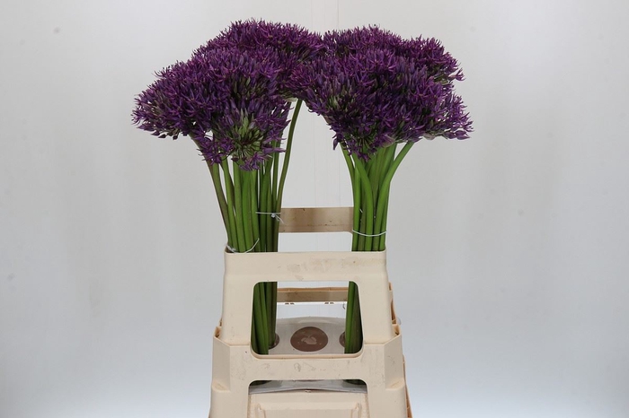 Allium  'Jackpot'