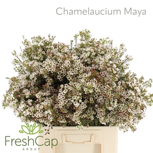 Chamelaucium  'Maya'
