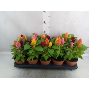 Celosia arg. PL   ...