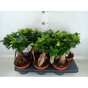Ficus microcarpa 'Ginseng'